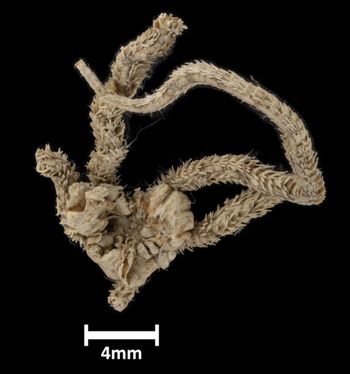 Media type: image;   Invertebrate Zoology OPH-3503 Description: Top of brittle star with a view of the broken disc.;  Aspect: dorsal